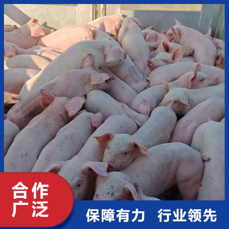 宿迁市泗洪到牛运输专用车稳妥可靠