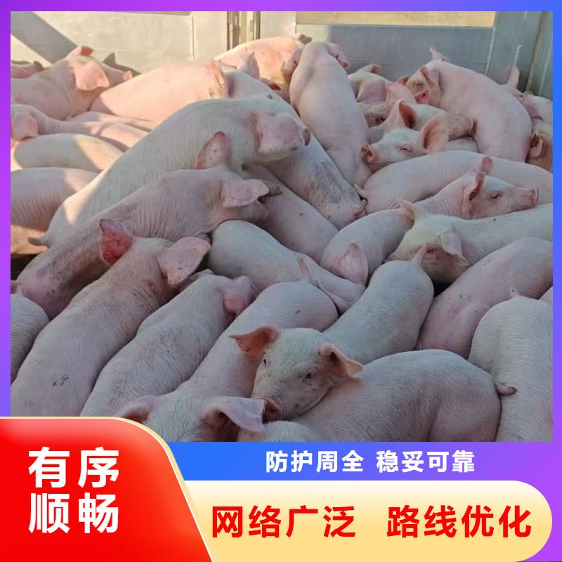 宿迁到种猪空调车运输行业领先