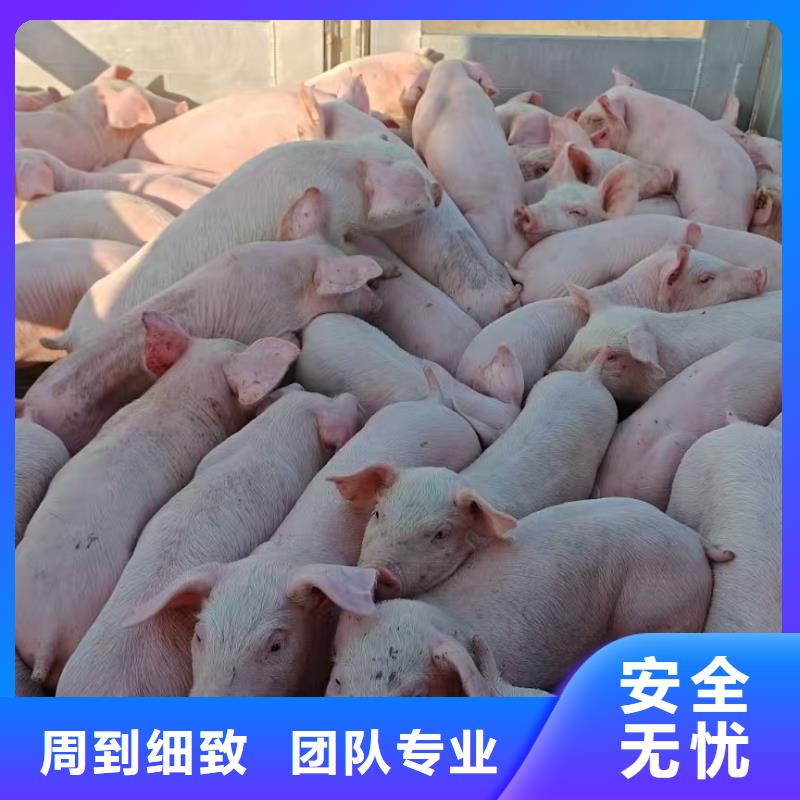 宿迁市泗阳到农牧运输专人负责