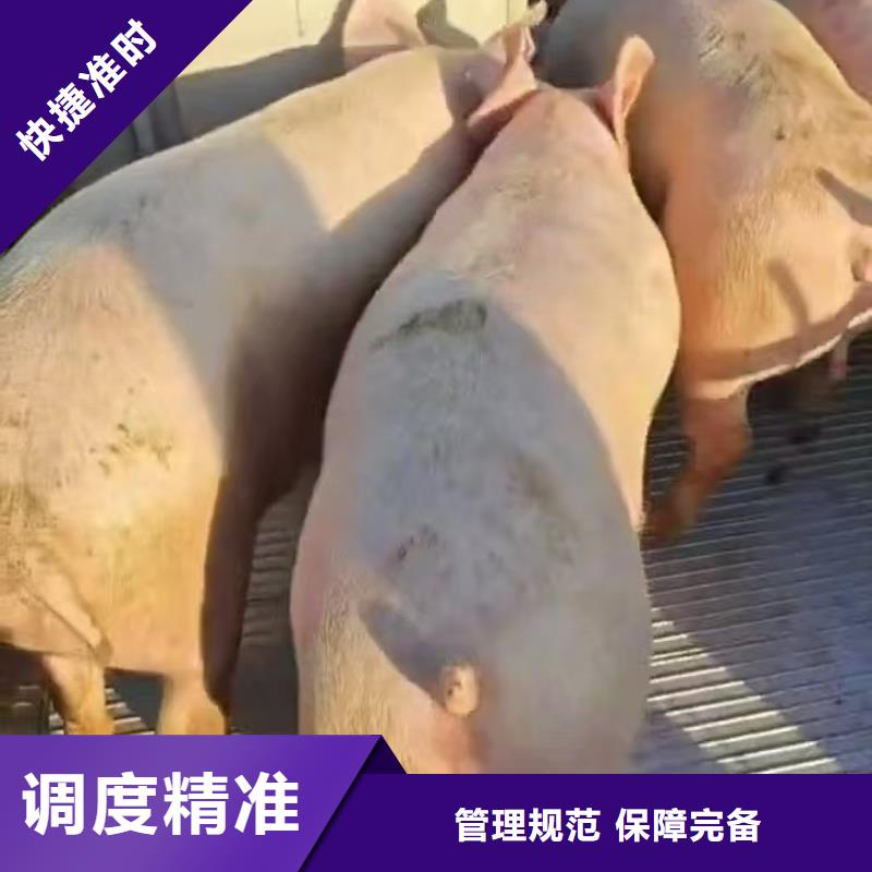宿迁市到猪只运输专用车贴心服务