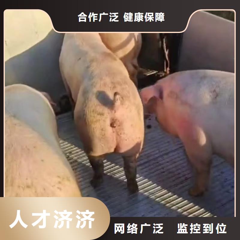 宿迁到种猪空调车运输行业领先