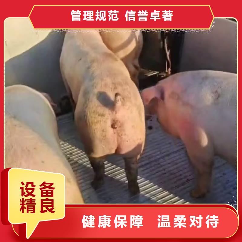宿迁市沭阳到农牧运输资质齐全