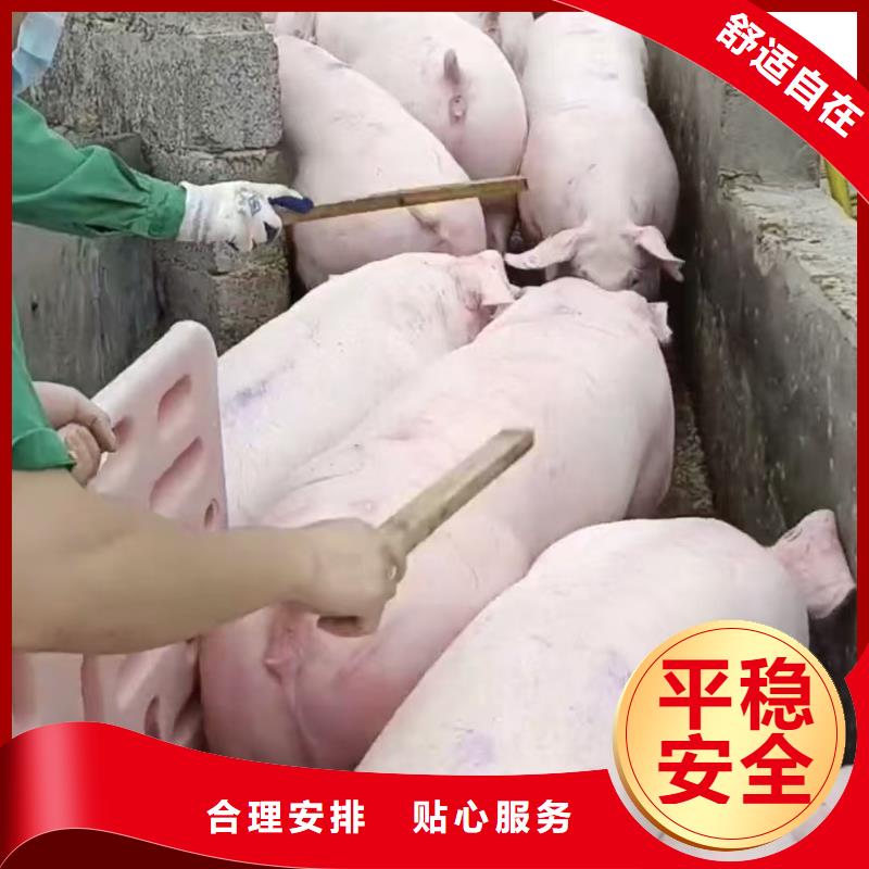 宿迁市泗洪到农牧运输可靠