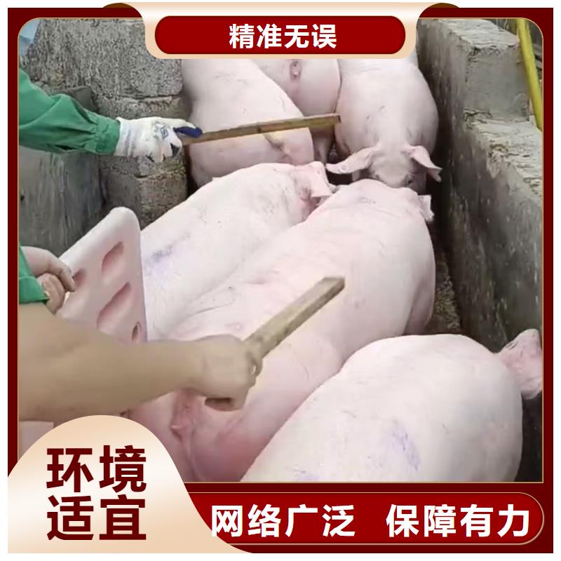 宿迁市泗阳到高栏车肥猪运输经验丰富