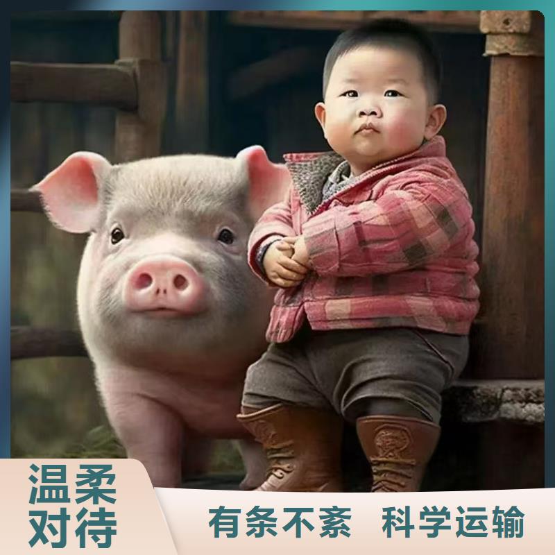 宿迁市沭阳到农牧运输资质齐全
