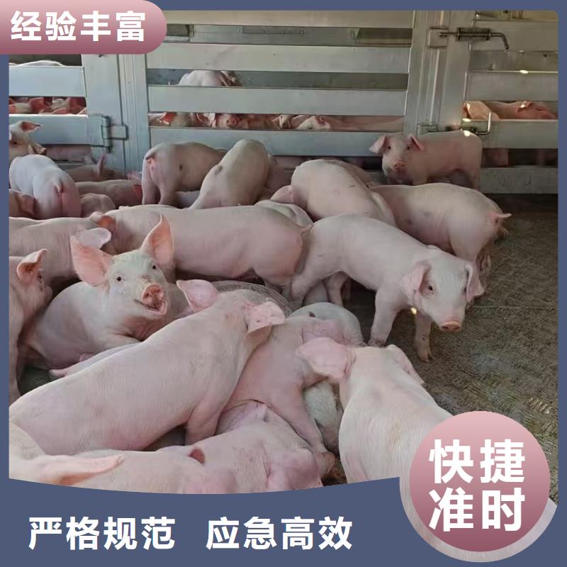 宿迁市泗洪到畜禽运输团队专业