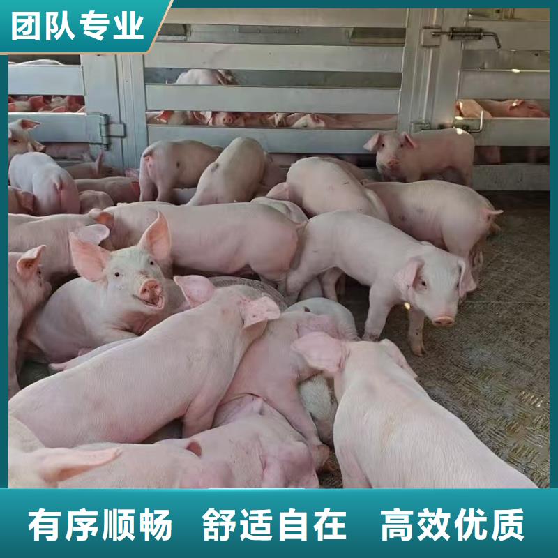 宿迁市沭阳到农牧运输资质齐全