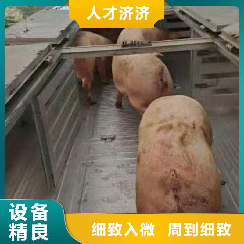 宿迁市泗阳到猪只贸易有条不紊