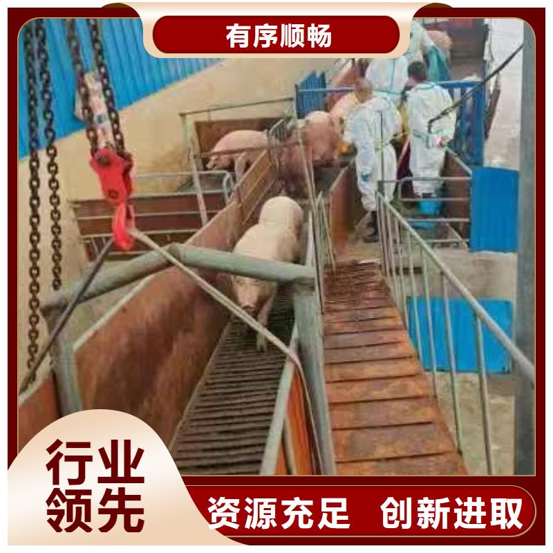 宿迁到牛运输专用车服务周到