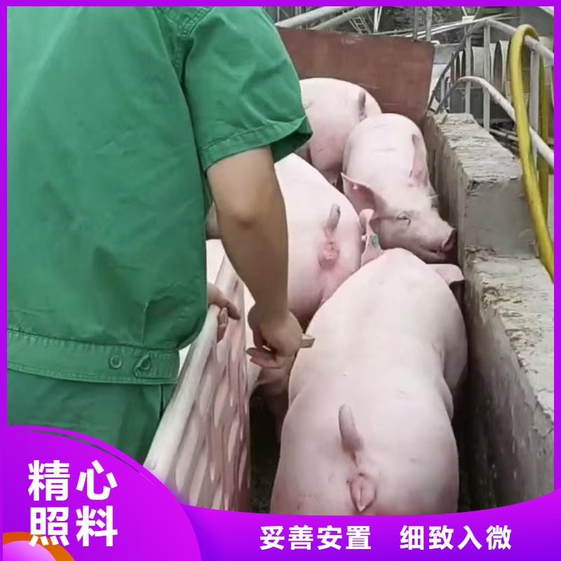 宿迁市沭阳到农牧运输资质齐全