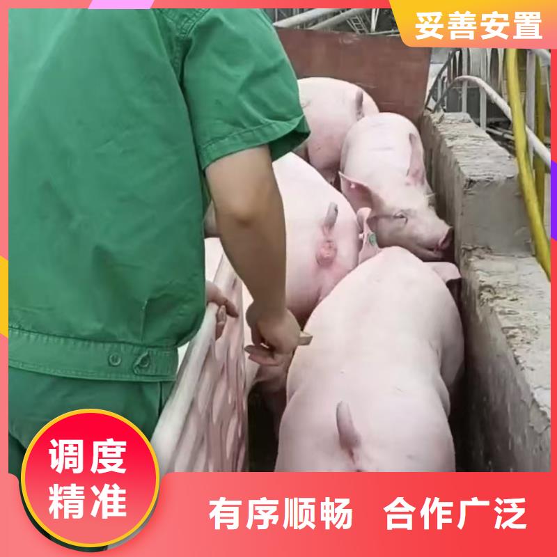 宿迁市泗阳到仔猪运输温柔对待