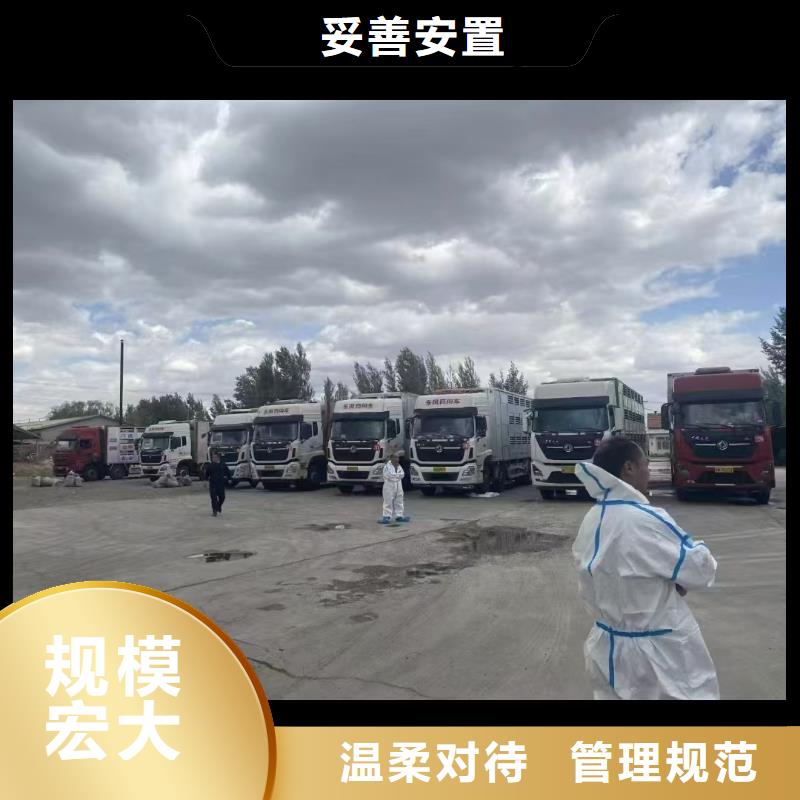 宿迁市泗洪到畜禽运输团队专业