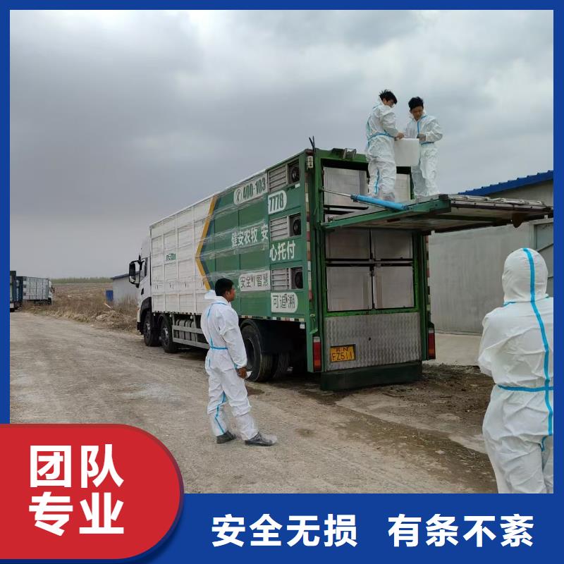 宿迁市到猪牛羊运输舒适自在